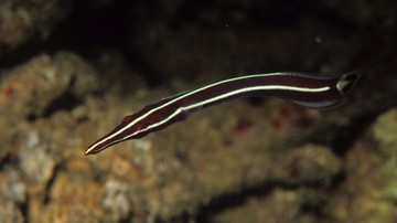 Yellow Striped Clingfish